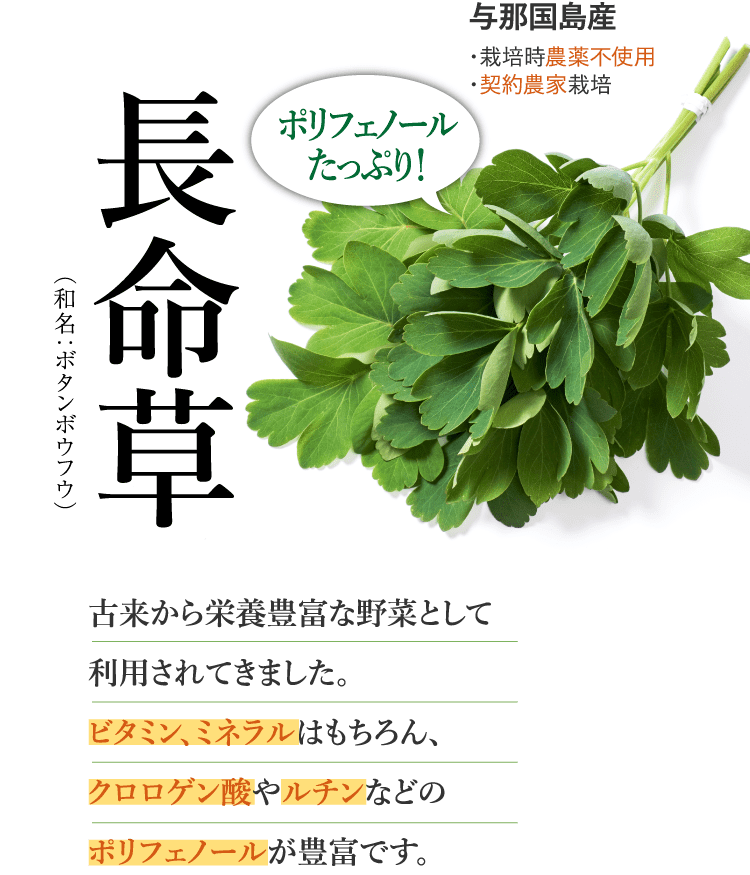 長命草（和名：ボタンボウフウ） ポリフェノールたっぷり！ 与那国島産 ・栽培時農薬不使用 ・契約農家栽培 古来から民間の薬草や食材として利用されてきました。ビタミン、ミネラルはもちろん、クロロゲン酸やルチンなどのポリフェノールが豊富です。