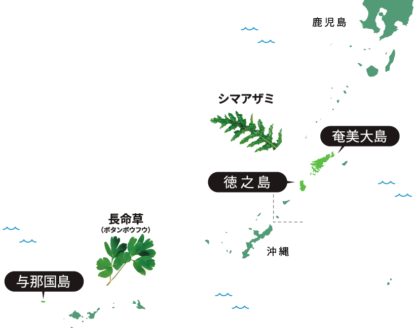 契約農家の画像 ベジトレルで使用している野菜は契約農家による栽培期間中、農薬不使用にこだわった栽培です。 徳之島の契約圃場の画像 各野菜の分布地図 シマアザミ：徳之島と奄美大島 長命草（ボタンボウフウ）：与那国島