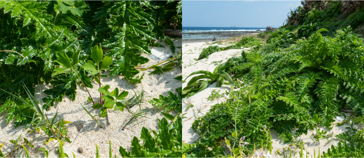 画像：海岸に自生するシマアザミと長命草